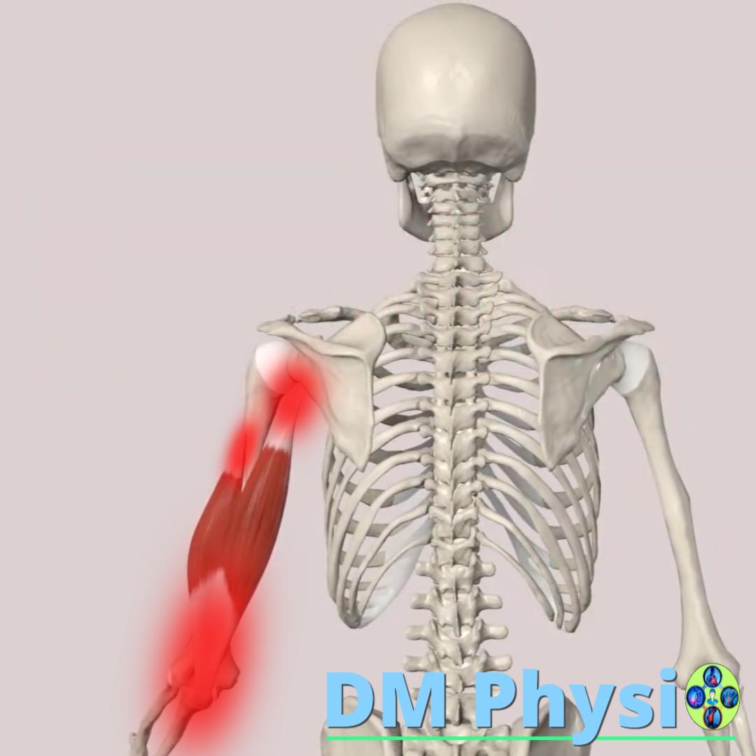 Изображение на мускула triceps brachii